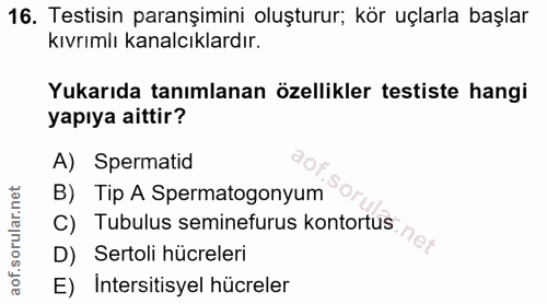 16. soru: Testisin paranşimini oluşturur; kör uçlarla başlar kıvrımlı kanalcıklardır. Yukarıda tanımlanan özellikler testiste h…