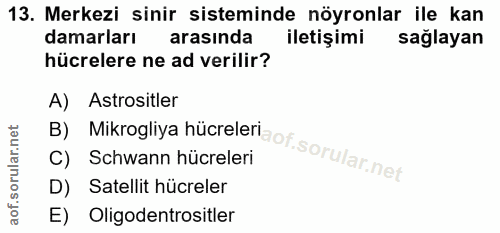 13. soru: Merkezi sinir sisteminde nöyronlar ile kan damarları s arasinda Iletişimi sağlayan hücrelere ne ad verilir? A) Astros…