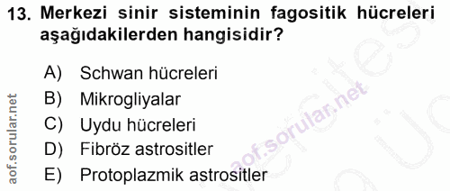 13. soru: Merkezi sinir sisteminin fagositik hücreleri aşağıdakilerden hangisidir? A) Schwan hücreleri B) Mikrogliyalar ular ne…