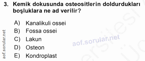 3. soru: Kemik dokusunda osteositlerin doldurdukları boşluklara ne ad verilir? A) Kanalikuli ossei B) Fossa ossei C) Lakun D)…