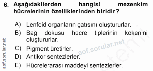 6. soru: Aşağıdakilerden hangisi mezenkim hücrelerinin özelliklerinden biridir? A) Lenfoid organların çatısını oluştururlar. B…