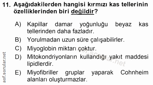 11. soru: Aşağıdakilerden hangisi kırmızı kas tellerinin özelliklerinden biri değildir? A) Kapillar damar yoğunluğu beyaz kas t…