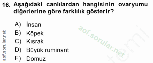 16. soru: Aşağıdaki canlılardan hangisinin ovaryumu diğerlerine göre farklılık gösterir? A) Insan B) Köpek C) Kısrak D) Büyük r…