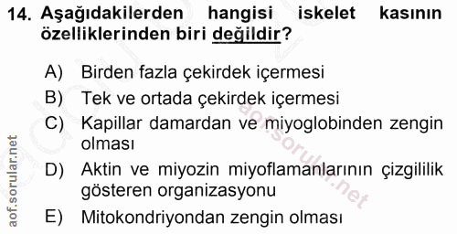 14. soru: Aşağıdakilerden hangisi iskelet kasının özelliklerinden biri değildir? A) Birden fazla çekirdek içermesi B) Tek ve or…