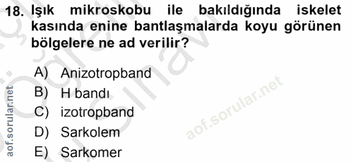 18. soru: Işık mikroskobu ile bakıldığında iskelet kasında enine bantlaşmalarda koyu görünen bölgelere ne ad verilir? A) Anizot…