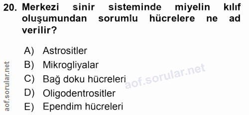 20. soru: Merkezi sinir sisteminde miyelin kılıf oluşumundan sorumlu hücrelere ne ad verilir? A) Astrositler B) Mikrogliyalar C…