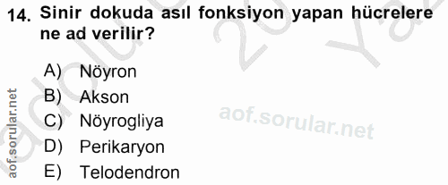 14. soru: Sinir dokuda asıl fonksiyon yapan hücrelere ne ad verilir? A) Nöyron B) Akson Nöyrogliya D) Perikaryon E) Telodendron