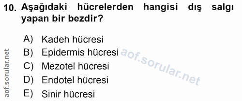 10. soru: Aşağıdaki hücrelerden hangisi dış salgı yapan bir bezdir? B) Epidermis hücresi A) Kadeh hücresi C) Mezotel hücresi D)…