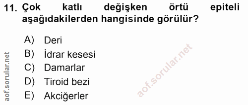 11. soru: Çok katlı değişken örtü epiteli aşağıdakilerden hangisinde görülür? A) Deri B) İdrar kesesi C) Damarlar D) Tiroid bez…