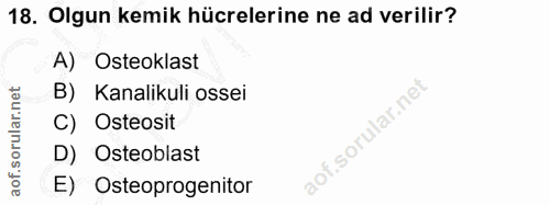 18. soru: Olgun kemik hücrelerine ne ad verilir? A) Osteoklast B) Kanalikuli ossei Osteosit D) Osteoblast E) Osteoprogenitor