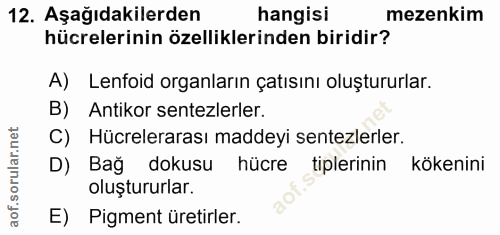 12. soru: Aşağıdakilerden hangisi mezenkim hücrelerinin özelliklerinden biridir? A) Lenfoid organların çatısını oluştururlar. B…