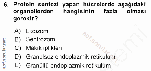 6. soru: Protein sentezi yapan hücrelerde aşağıdaki organellerden hangisinin fazla olması gerekir? A) Lizozom B) Sentrozom SO,…