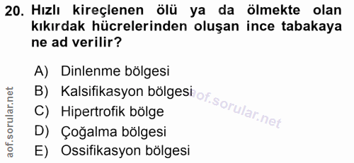 20. soru: Hızlı kireçlenen ölü ya da ölmekte olan kıkırdak hücrelerinden oluşan ince tabakaya ne ad verilir? A) Dinlenme bölges…