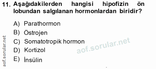 11. soru: Aşağıdakilerden hangisi hipofizin ön lobundan salgılanan hormonlardan biridir? A) Parathormon B) Östrojen C) Somatotr…