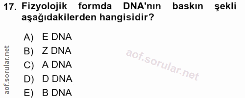17. soru: Fizyolojik formda DNA'nın baskın şekli aşağıdakilerden hangisidir? A) E DNA B) Z DNA C) A DNA D) DDNA E) B DNA