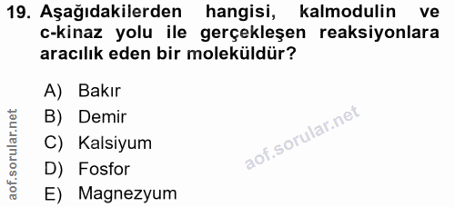 19. soru: Aşağıdakilerden hangisi, kalmodulin ve c-kinaz yolu ile gerçekleşen reaksiyonlara aracılık eden bir moleküldür? A) Ba…