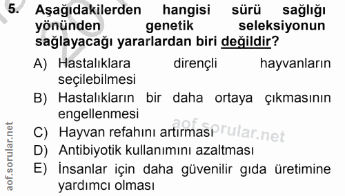 5. soru: Aşağıdakilerden hangisi sürü sağlığı yönünden genetik seleksiyonun sağlayacağı yararlardan biri değildir? A) Hastalık…