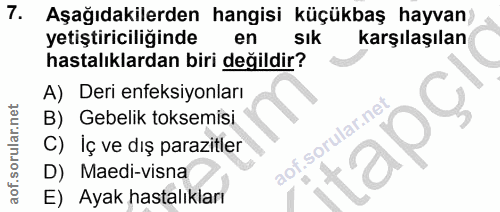 7. soru: Aşağıdakilerden hangisi küçükbaş hayvan yetiştiriciliğinde en sık karşılaşılan hastalıklardan biri değildir? A) Deri…