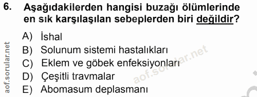 6. soru: Aşağıdakilerden hangisi buzağı ölümlerinde en sık karşılaşılan sebeplerden biri değildir? A) İshal B) Eklem ve göbek…
