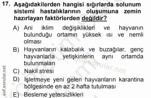 17. soru: Aşağıdakilerden hangisi sığırlarda solunum sistemi hastalıklarının oluşumuna zemin hazırlayan faktörlerden değildir?…