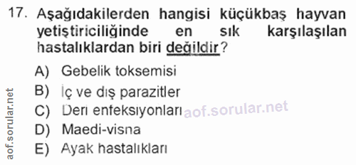 17. soru: Aşağıdakilerden hangisi küçükbaş hayvan yetiştiriciliğinde en sık karşılaşılan hastalıklardan biri değildir? A) Gebel…