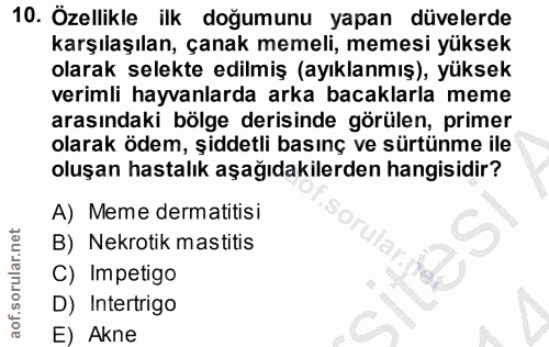 10. soru: Özellikle ilk doğumunu yapan düvelerde karşılaşılan, çanak memeli, memesi yüksek olarak selekte edilmiş (ayıklanmış),…