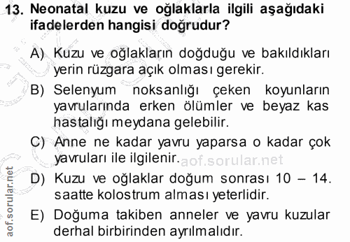13. soru: Neonatal kuzu ve oğlaklarla ilgili aşağıdaki ifadelerden hangisi doğrudur? A) Kuzu ve oğlakların doğduğu ve bakıldıkl…
