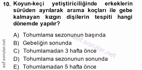 10. soru: Koyun-keçi yetiştiriciliğinde erkeklerin sürüden ayrılarak arama koçları ile gebe kalmayan kızgın dişilerin tespiti h…