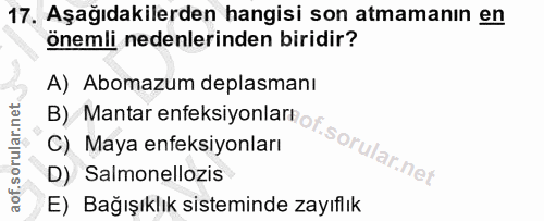 17. soru: Aşağıdakilerden hangisi son atmamanın en önemli nedenlerinden biridir? A) Abomazum deplasmanı C) Maya enfeksiyonları…