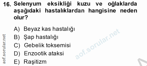 16. soru: Selenyum eksikliği kuzu ve oğlaklarda aşağıdaki hastalıklardan hangisine neden olur? A) Beyaz kas hastalığı B) Şap ha…