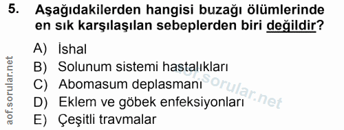 5. soru: Aşağıdakilerden hangisi buzağı ölümlerinde en sık karşılaşılan sebeplerden biri değildir? A) Ishal C) Abomasum deplas…