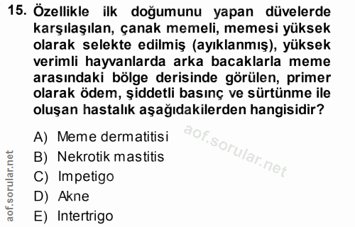 15. soru: Özellikle ilk doğumunu yapan düvelerde karşılaşılan, çanak memeli, memesi yüksek olarak selekte edilmiş (ayıklanmış),…