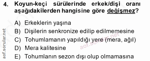 4. soru: Koyun-keçi sürülerinde erkek/dişi oranı aşağıdakilerden hangisine göre değişmez? A) Erkeklerin yaşına B) Dişilerin se…