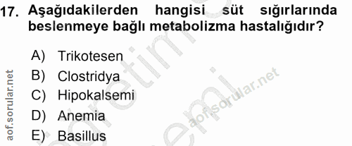 17. soru: Aşağıdakilerden hangisi süt sığırlarında beslenmeye bağlı metabolizma hastalığıdır? A) Trikotesen B) Clostridya lar.n…
