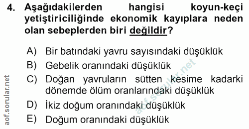 4. soru: Aşağıdakilerden hangisi koyun-keçi yetiştiriciliğinde ekonomik kayıplara neden olan sebeplerden biri değildir? A) Bir…