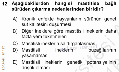 12. soru: Aşağıdakilerden hangisi mastitise bağlı sürüden çıkarma nedenlerinden biridir? A) Kronik enfekte hayvanların sürünün…