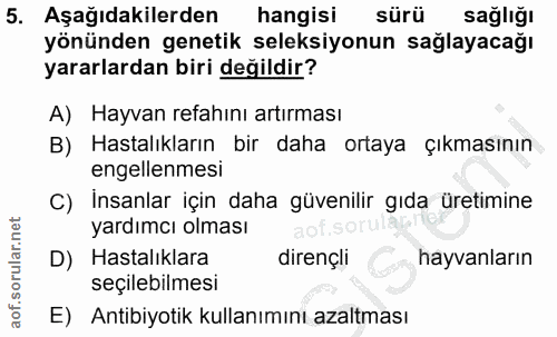 5. soru: Aşağıdakilerden hangisi sürü sağlığı yönünden genetik seleksiyonun sağlayacağı yararlardan biri değildir? A) Hayvan r…