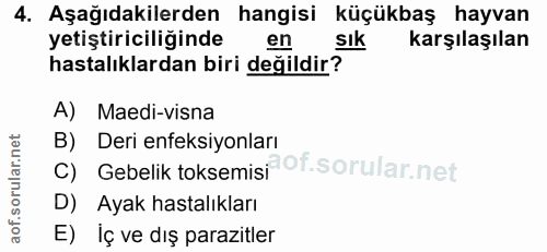4. soru: Aşağıdakilerden hangisi küçükbaş hayvan yetiştiriciliğinde en sık karşılaşılan hastalıklardan biri değildir? A) Maedi…
