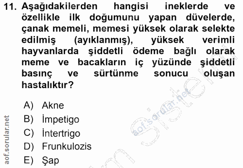 11. soru: Aşağıdakilerden hangisi ineklerde ve özellikle ilk doğumunu yapan düvelerde, çanak memeli, memesi yüksek olarak selek…