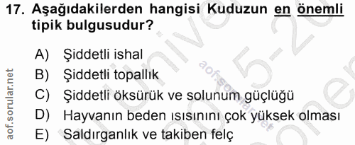 17. soru: Aşağıdakilerden hangisi Kuduzun en önemli tipik bulgusudur? A) Şiddetli ishal B) Şiddetli topallık C) Şiddetli öksürü…