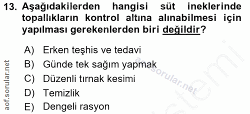 13. soru: Aşağıdakilerden hangisi süt ineklerinde topallıkların kontrol altına alınabilmesi için yapılması gerekenlerden biri d…
