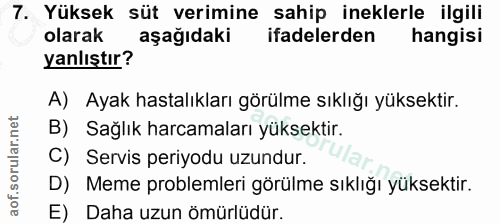 7. soru: Yüksek süt verimine sahip ineklerle ilgili olarak aşağıdaki ifadelerden hangisi yanlıştır? A) Ayak hastalıkları görül…