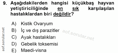9. soru: Aşağıdakilerden hangisi küçükbaş hayvan yetiştiriciliğinde en Sık karşılaşılan hastalıklardan biri değildir? A) Kisti…