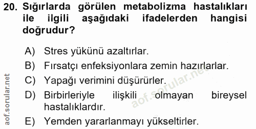 20. soru: Sığırlarda görülen metabolizma hastalıkları ile ilgili aşağıdaki ifadelerden hangisi doğrudur? A) Stres yükünü azaltı…