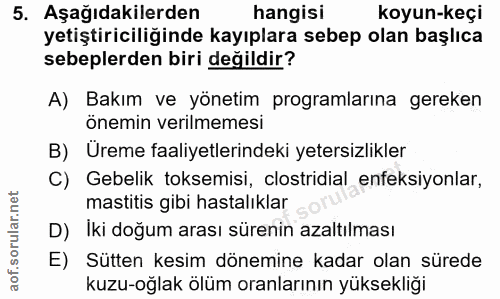 5. soru: Aşağıdakilerden hangisi koyun-keçi yetiştiriciliğinde kayıplara sebep olan başlıca sebeplerden biri değildir? A) Bakı…