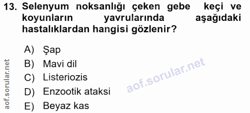 13. soru: Selenyum noksanlığı çeken gebe keçi ve koyunların yavrularında aşağıdaki hastalıklardan hangisi gözlenir? A) Şap B) M…