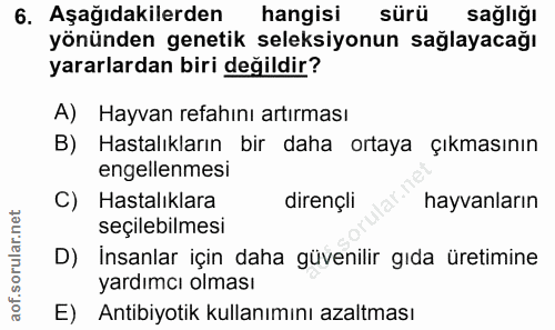 6. soru: Aşağıdakilerden hangisi sürü sağlığı yönünden genetik seleksiyonun sağlayacağı yararlardan biri değildir? A) Hayvan r…