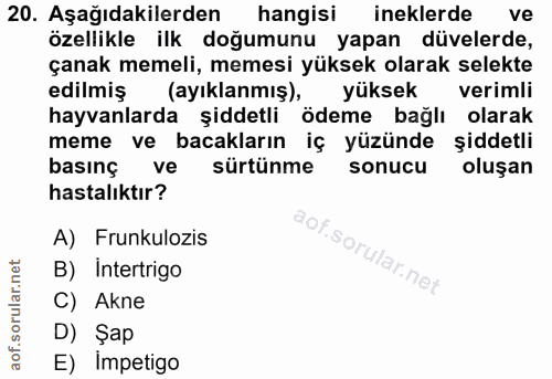 20. soru: Aşağıdakilerden hangisi ineklerde ve özellikle ilk doğumunu yapan düvelerde, çanak memeli, memesi yüksek olarak selek…