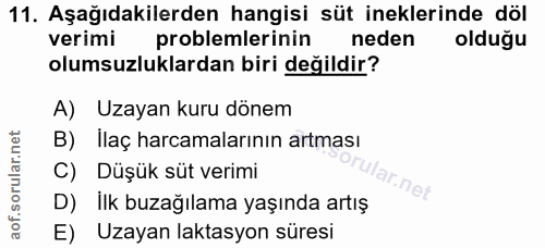 11. soru: Aşağıdakilerden hangisi süt ineklerinde döl verimi problemlerinin neden oldugu olumsuzluklardan biri değildir? A) Uza…