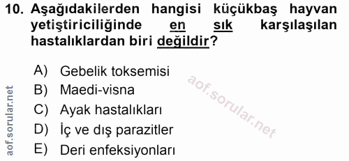 10. soru: Aşağıdakilerden hangisi küçükbaş hayvan yetiştiriciliğinde en Sık karşılaşılan hastalıklardan biri değildir? A) Gebel…